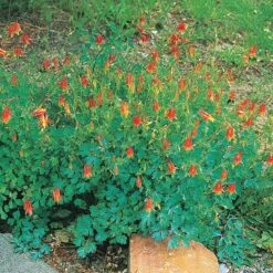 Arizona Columbine -PlantAura Shop 20816 aquilegia desertorum
