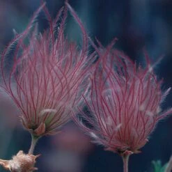 Front Page 15 Front Page -PlantAura Shop 51450a up close 2 fallugia paradoxa