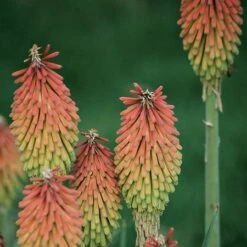 Fire Dance Red Hot Poker -PlantAura Shop 96488 kniphofia hirsuta fire dance
