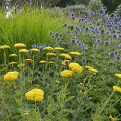 Coronation Gold Yarrow -PlantAura Shop achillea coronation gold yarrow globe thistle garden