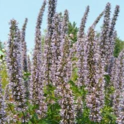 Blue Fortune Agastache -PlantAura Shop agasatche blue fortune blue garden 1