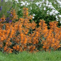 Apricot Sprite Agastache -PlantAura Shop agastache agastache apricot sprite walters gardens cropped