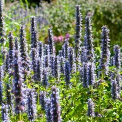 Black Adder Agastache -PlantAura Shop agastache black adder 3