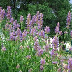 Blue Blazes Agastache -PlantAura Shop agastache blue blazes 1