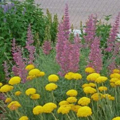 Desert Solstice Agastache -PlantAura Shop agastache desert solstice achillea gold plate