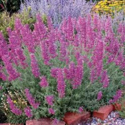 Desert Solstice Agastache -PlantAura Shop agastache desert solstice bush