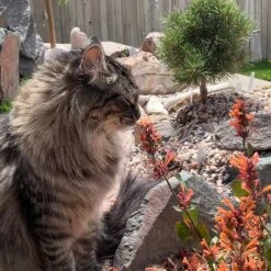 Kudos™ Mandarin Agastache -PlantAura Shop agastache kudos mandarin 2