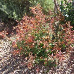 Kudos™ Mandarin Agastache -PlantAura Shop agastache kudos mandarin 3