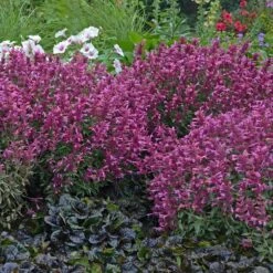 Rosie Posie Agastache -PlantAura Shop agastache rosie posie 3