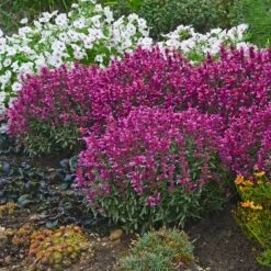 Rosie Posie Agastache -PlantAura Shop agastache rosie posie 4