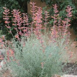 Agastache Rupestris -PlantAura Shop agastache rupestris 11825 3