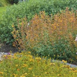 Apricot Sprite Agastache -PlantAura Shop agastache agastache apricot sprite walters gardens 1 cropped 1 1