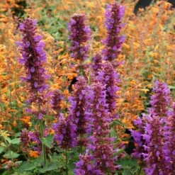 Blue Boa Agastache -PlantAura Shop agastache blue boa 1b 1 with apricot sprite 2