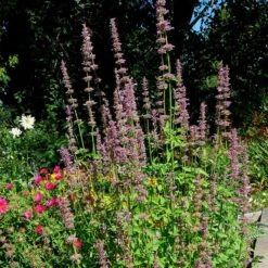 Agastache Neomexicana -PlantAura Shop agastache neomexicana in the garden