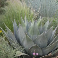 Havard's Century Plant (Agave) -PlantAura Shop agave havardiana hbl1v51 2