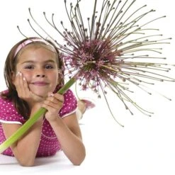 Schubert's Allium -PlantAura Shop allium schubertii kid cropped