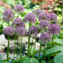 Violet Beauty Allium -PlantAura Shop allium violet beauty cropped
