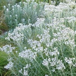 New Snow Pearly Everlasting (Anaphalis) -PlantAura Shop anaphalis margaritacea pearly everlasting chatfield white