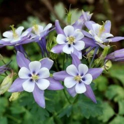 Rocky Mountain Columbine -PlantAura Shop aquilegia caerulea rocky mountai