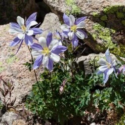 Rocky Mountain Columbine