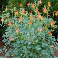Arizona Columbine -PlantAura Shop aquilegia desertorum in flwr