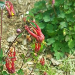 Little Lanterns Columbine -PlantAura Shop aquilegia little lanterns cropped 5 1