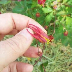 Little Lanterns Columbine -PlantAura Shop aquilegia little lanterns cropped close up 1 1