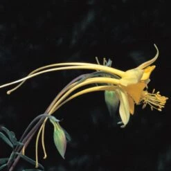 Swallowtail® Columbine -PlantAura Shop aquilegia species swallowtail 20822 2 web 1