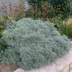 Powis Castle Artemisia -PlantAura Shop artemisia powis castle whole plant denver botanic