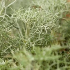 Seafoam Artemisia -PlantAura Shop artemisia versicolor seafoam