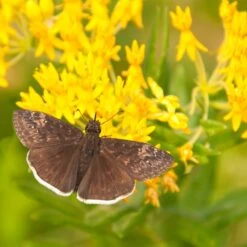 Hello Yellow Butterfly Weed -PlantAura Shop asclepias hello yellow milkweed blooms
