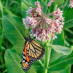 Common Milkweed -PlantAura Shop asclepias syriaca 1