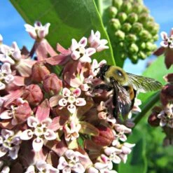 Common Milkweed -PlantAura Shop asclepias syriaca 2