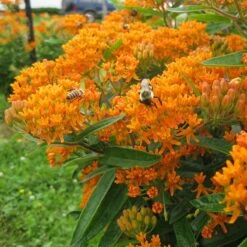 Butterfly Weed (Clay Form) -PlantAura Shop asclepias tuberosa butterfly weed 2 1