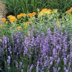 Sharon Roberts English Lavender -PlantAura Shop asclepias western gold mix lavandula angust sharon roberts 1