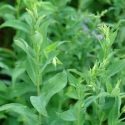 Bluebird Smooth Aster -PlantAura Shop ast laev bluebird foliage northcreek nurseries cropped