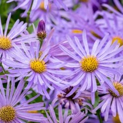 Monch Frikart's Aster -PlantAura Shop aster x frikartii m nch flower close up