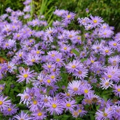 Monch Frikart's Aster -PlantAura Shop aster x frikartii m nch flowers garden