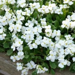 Axcent™ White Aubrieta -PlantAura Shop aubrieta axcent white 3