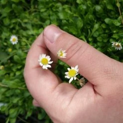 Miniature Mat Daisy (Bellium) -PlantAura Shop bellium minutum miniature