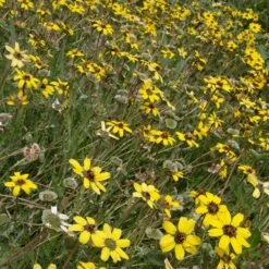 Mora County Chocolate Flower Mix (Berlandiera) -PlantAura Shop berlandiera lyrata david.winger cropped 2