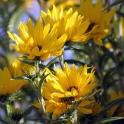 Santa Fe Maximilian's Sunflower (Helianthus) -PlantAura Shop betty griffith maximiliana sunfl