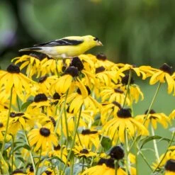 Goldsturm Black Eyed Susan -PlantAura Shop bird rudbeckia goldsturm web 2