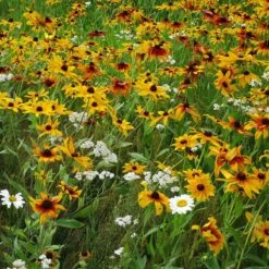 Dry Area Wildflower Seed Mix -PlantAura Shop black eyed susan gloriosa daisy yarrow