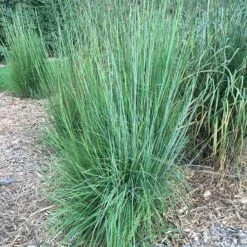 Blaze Little Bluestem Grass -PlantAura Shop blaze little bluestem credit hoffmannursery