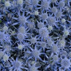Blue Glitter Sea Holly (Eryngium) -PlantAura Shop blue glitter sea holly 2