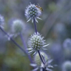 Blue Glitter Sea Holly (Eryngium) -PlantAura Shop blue glitter sea holly
