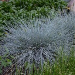 Blue Whiskers Fescue Grass -PlantAura Shop blue whiskers fescue grass 3