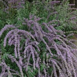 Silver Spring Blooming Butterfly Bush (Buddleia) -PlantAura Shop buddleia alternafolia argentea