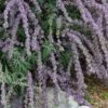 Silver Spring Blooming Butterfly Bush (Buddleia)
